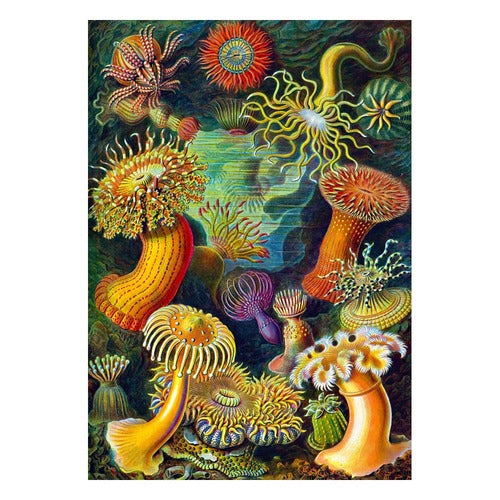 Ernst Haeckel puzzle Imagination Sea Anemones/Stworzenia morskie (1000 pièces)