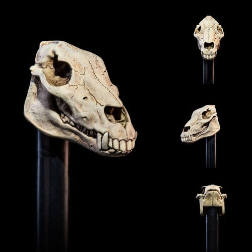 Mythic Legions: All Stars 6 accessoires pour figurines Undead Heads Pack