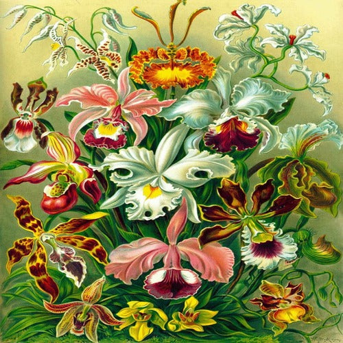 Ernst Haeckel Puzzle Orchid (1000 pièces)