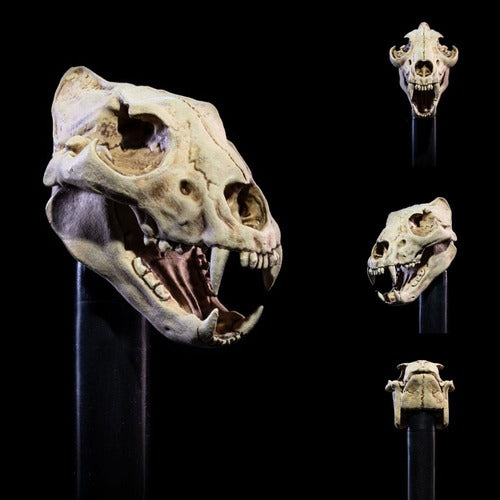 Mythic Legions: All Stars 6 accessoires pour figurines Undead Heads Pack