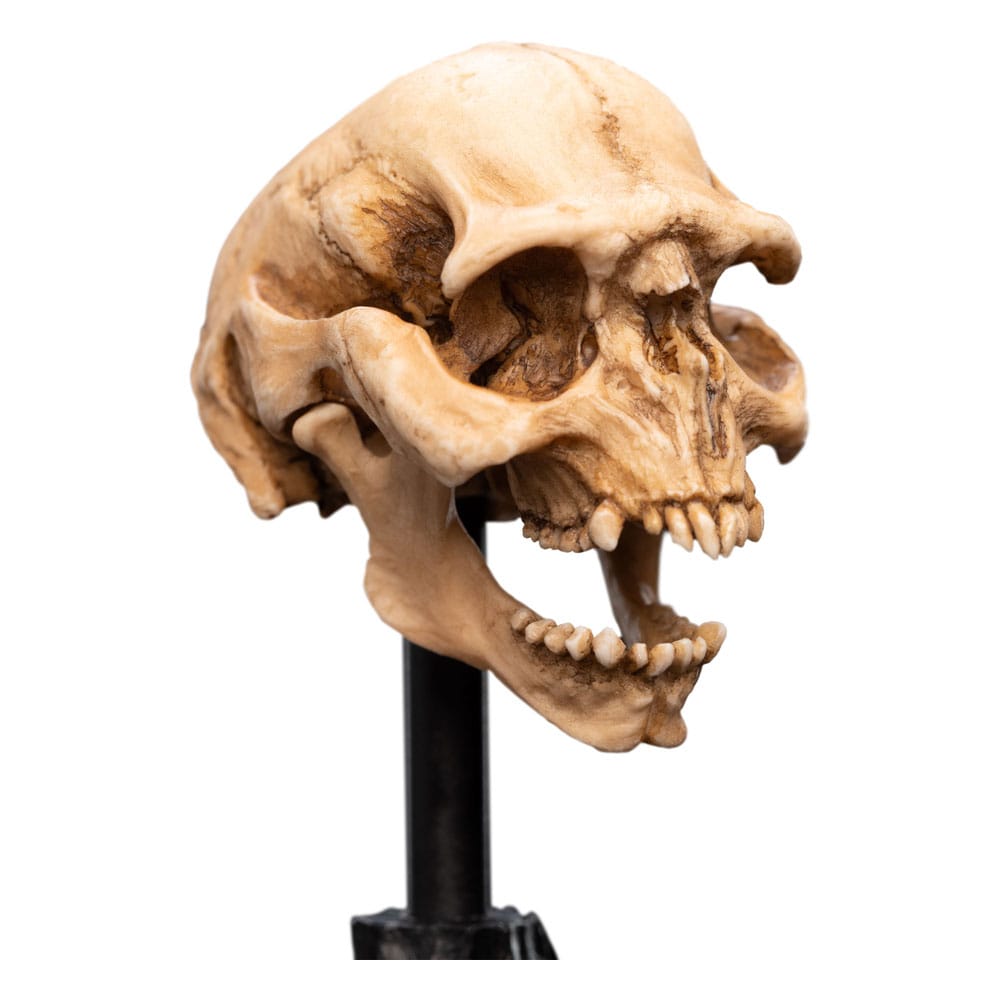 Le Seigneur des Anneaux statuette Skull of a Moria Orc 13 cm